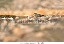 Attēlu rezultāti vaicājumam “Pluvialis apricaria adult”