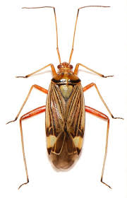 Attēlu rezultāti vaicājumam “Rhabdomiris striatellus”