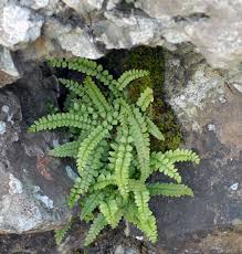 Attēlu rezultāti vaicājumam “Asplenium viride”