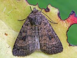 Attēlu rezultāti vaicājumam “Caradrina morpheus”