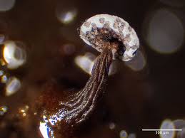 Attēlu rezultāti vaicājumam “Didymium proximum spores”