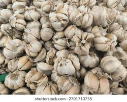 Attēlu rezultāti vaicājumam “Allium sativum fruit”