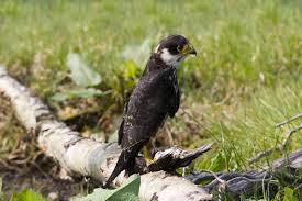 Attēlu rezultāti vaicājumam “Falco subbuteo adult”