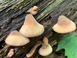 Attēlu rezultāti vaicājumam “Lentinellus ursinus”