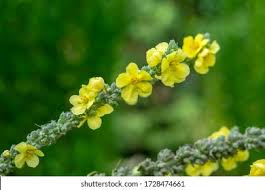 Attēlu rezultāti vaicājumam “Verbascum densiflorum bud”