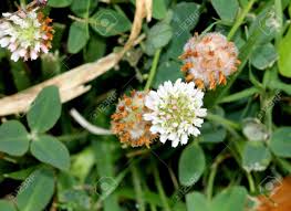 Attēlu rezultāti vaicājumam “Trifolium fragiferum flower”