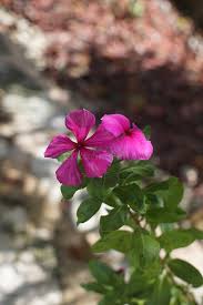 Attēlu rezultāti vaicājumam “Plumbaginaceae”