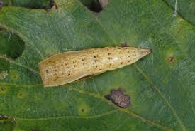 Attēlu rezultāti vaicājumam “Cyclophora punctaria”