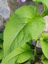 Attēlu rezultāti vaicājumam “Symphytum asperum leaf”