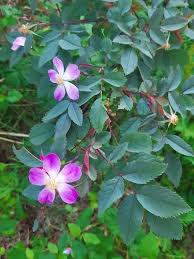 Attēlu rezultāti vaicājumam “Rosa glauca”