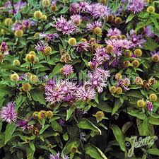 Attēlu rezultāti vaicājumam “Centaurea phrygia flower”