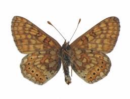 Attēlu rezultāti vaicājumam “Euphydrias aurinia”