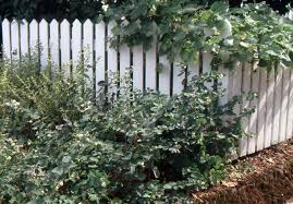 Attēlu rezultāti vaicājumam “Symphoricarpos albus”