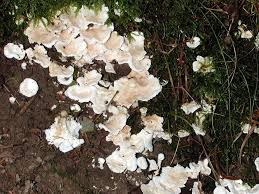 Attēlu rezultāti vaicājumam “Sistotrema confluens”