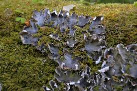 Attēlu rezultāti vaicājumam “Peltigera”