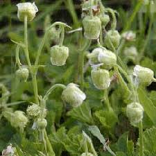 Attēlu rezultāti vaicājumam “Geum rivale flower”