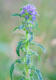 Attēlu rezultāti vaicājumam “Campanula cervicaria”