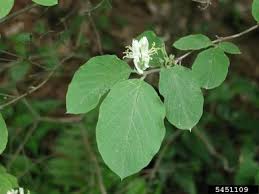 Attēlu rezultāti vaicājumam “Lonicera xylosteum flower”