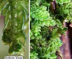 Attēlu rezultāti vaicājumam “Porella platyphylla macro”