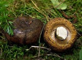 Attēlu rezultāti vaicājumam “Lactarius necator”