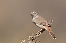 Image result for Sylvia nana