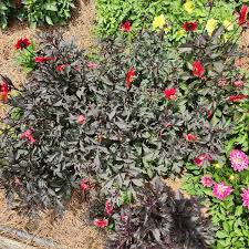 Image result for Dahlia x pinnata `Redskin`