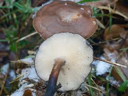 Attēlu rezultāti vaicājumam “Polyporus brumalis”