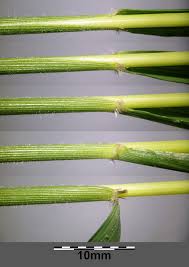 Attēlu rezultāti vaicājumam “Calamagrostis arundinacea leaf”
