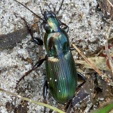 Attēlu rezultāti vaicājumam “Poecilus lepidus”