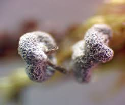 Attēlu rezultāti vaicājumam “Physarum viride var. incanum spores”