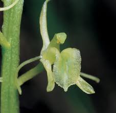 Attēlu rezultāti vaicājumam “Liparis loeselii flower”