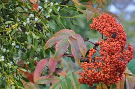 Attēlu rezultāti vaicājumam “Viscum album female flower”