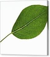 Attēlu rezultāti vaicājumam “Populus x berolinensis”