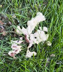 Attēlu rezultāti vaicājumam “Fuligo septica var. flava young”