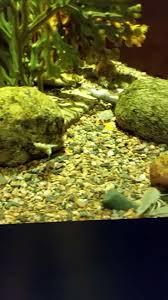 Attēlu rezultāti vaicājumam “Saduria entomon”