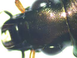 Attēlu rezultāti vaicājumam “Poecilus cupreus”