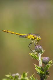 Attēlu rezultāti vaicājumam “Sympetrum vulgatum female”