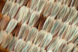 Attēlu rezultāti vaicājumam “Lycogala convexum macro”