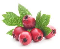 Attēlu rezultāti vaicājumam “Crataegus submollis fruit”