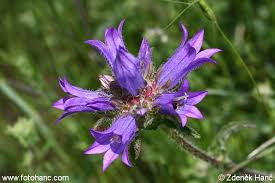 Image result for Campanula lingulata