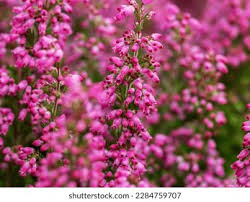 Attēlu rezultāti vaicājumam “Erica tetralix leaf”