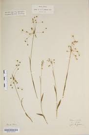 Attēlu rezultāti vaicājumam “Luzula pilosa fruit”