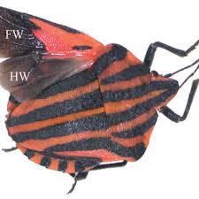Attēlu rezultāti vaicājumam “Graphosoma lineatum”