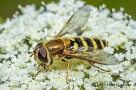 Attēlu rezultāti vaicājumam “Syrphus torvus”