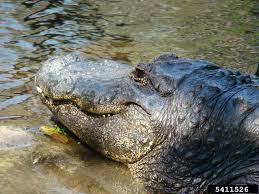 Image result for Alligator mississippiensis