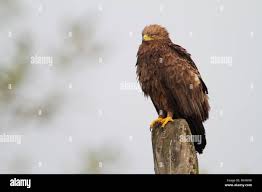 Attēlu rezultāti vaicājumam “Aquila pomarina”