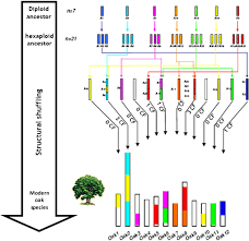 Attēlu rezultāti vaicājumam “Licea castanea sessile”