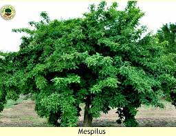 Attēlu rezultāti vaicājumam “Mespilus germanica”