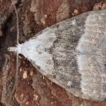 Attēlu rezultāti vaicājumam “Nola aerugula”