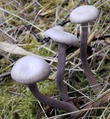 Attēlu rezultāti vaicājumam “Laccaria amethystina”